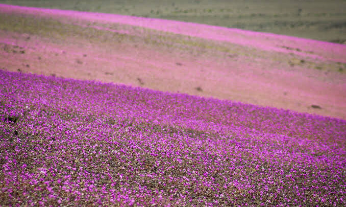 Desierto Florido podría repetirse con una intensidad no vista desde 1997