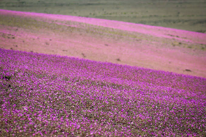 Desierto Florido podría repetirse con una intensidad no vista desde 1997